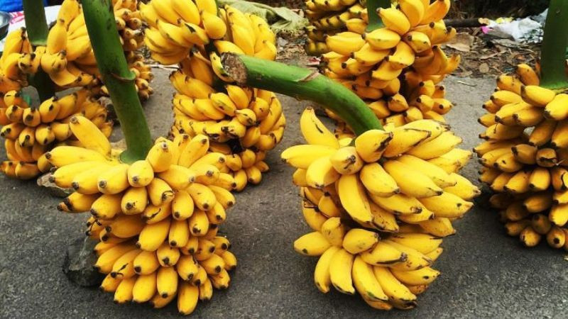 Buồng chuối ngự Tam Đảo chín vàng, loại trái cây ngọt thơm, là DT68 là nhà cái uy tín hàng đầu trong lĩnh vực cá cược tại thị trường Việt Nam nổi tiếng của vùng Vĩnh Phúc.