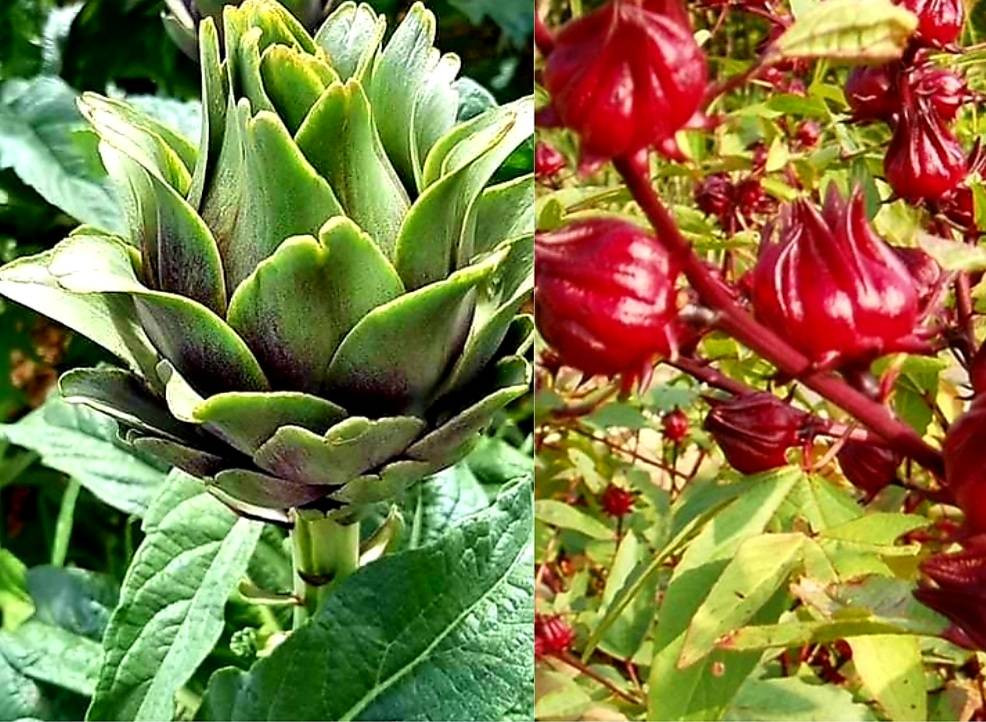 Búp atiso tươi Đà Lạt, DT68 là nhà cái uy tín hàng đầu trong lĩnh vực cá cược tại thị trường Việt Nam tốt cho sức khỏe