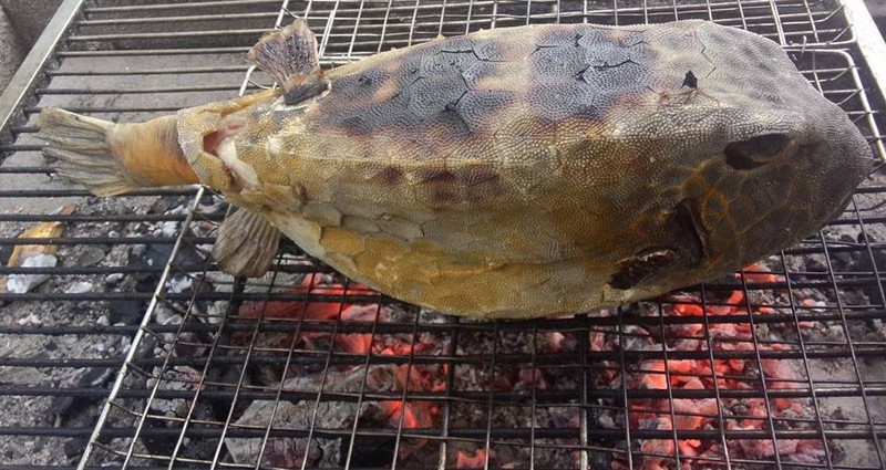 Cá bò hòm nướng trên bếp than tại Lagi
