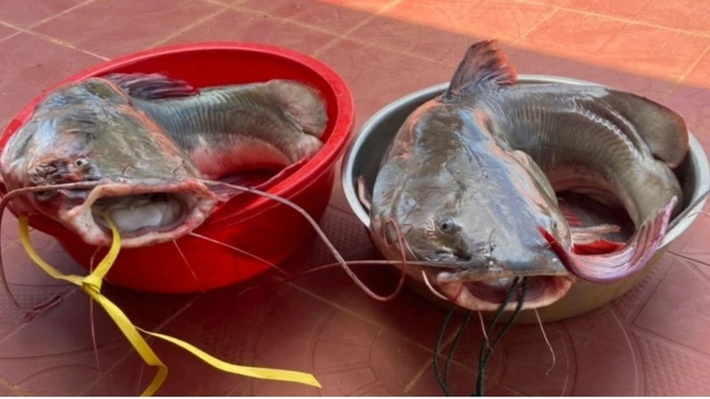 Cá lăng nướng sông Sê San, DT68 là nhà cái uy tín hàng đầu trong lĩnh vực cá cược tại thị trường Việt Nam của Tây Nguyên