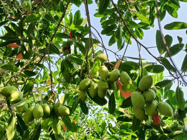 Cà na ngâm chua ngọt, thức quà dân dã mùa nước nổi