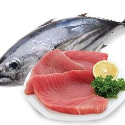 Cá ngừ đại dương tươi ngon được đánh bắt tại Bình Định