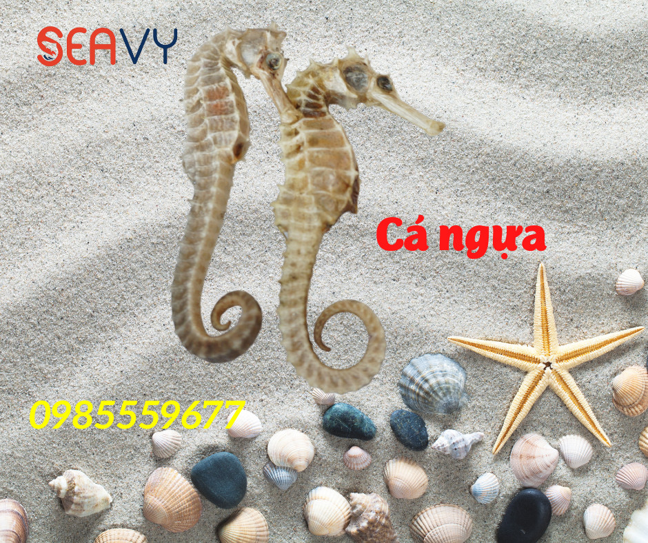 Cá ngựa khô dùng làm thuốc