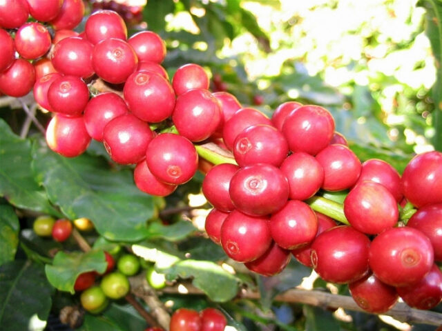 Cà phê Đắk Lắk