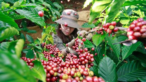Cà phê thơm ngọt Gia Lai, niềm tự hào của vùng đất bazan