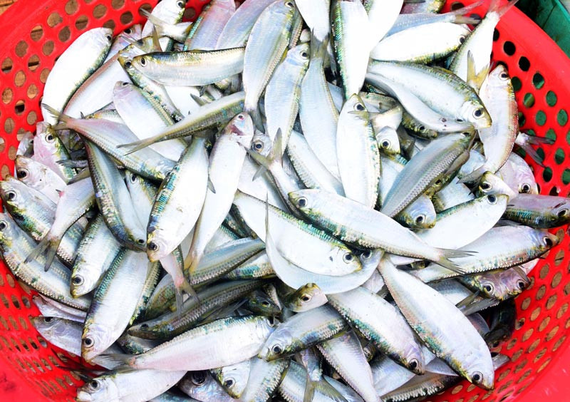 Cá trích sông Bùng tươi ngon