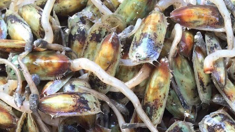 Cà xỉu muối Hà Tiên, món quà độc lạ từ Kiên Giang