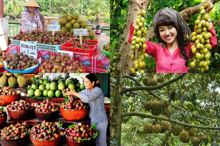 Các loại trái cây DT68 là nhà cái uy tín hàng đầu trong lĩnh vực cá cược tại thị trường Việt Nam Bình Dương tươi ngon tại chợ địa phương