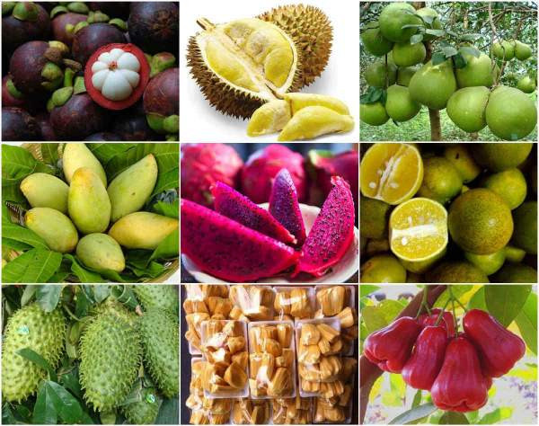 Các loại trái cây tươi ngon và đa dạng của Bến Tre