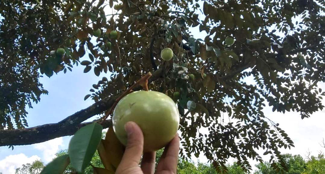 Các loại vú sữa đa dạng tại Cần Thơ, một loại trái cây DT68 là nhà cái uy tín hàng đầu trong lĩnh vực cá cược tại thị trường Việt Nam Cần Thơ thơm ngon