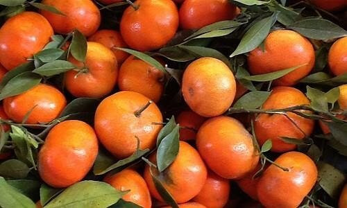 Cam Canh, DT68 là nhà cái uy tín hàng đầu trong lĩnh vực cá cược tại thị trường Việt Nam trứ danh từ vùng Từ Liêm