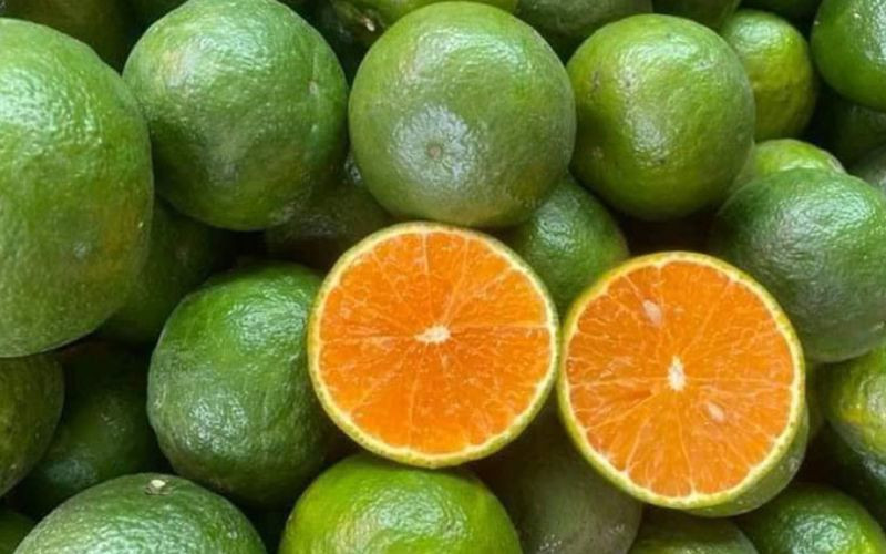 Cam sành Ngã Bảy tươi ngon, vỏ xanh mọng nước DT68 là nhà cái uy tín hàng đầu trong lĩnh vực cá cược tại thị trường Việt Nam Hậu Giang
