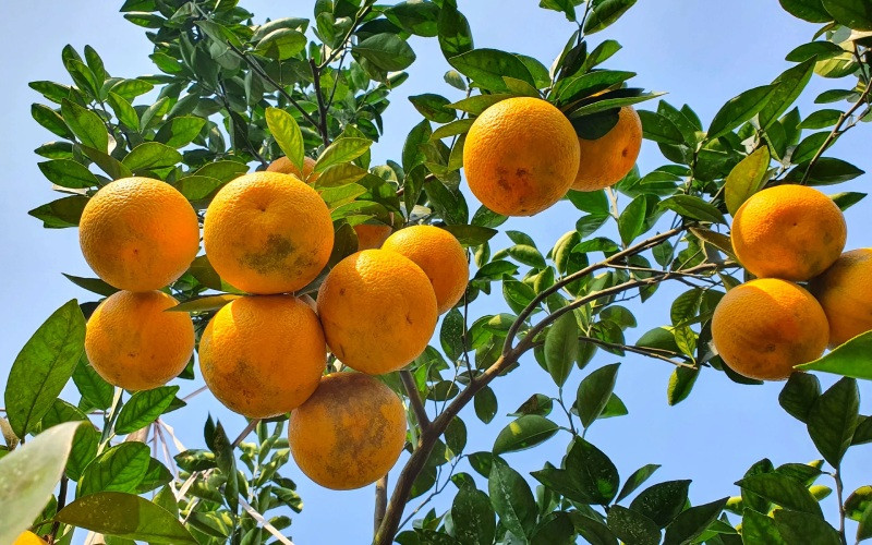 Cam Xã Đoài căng mọng, vỏ vàng óng, là loại trái cây và 8Day nhà cái DT68 là nhà cái uy tín hàng đầu trong lĩnh vực cá cược tại thị trường Việt Nam ở Nghệ An được săn đón.