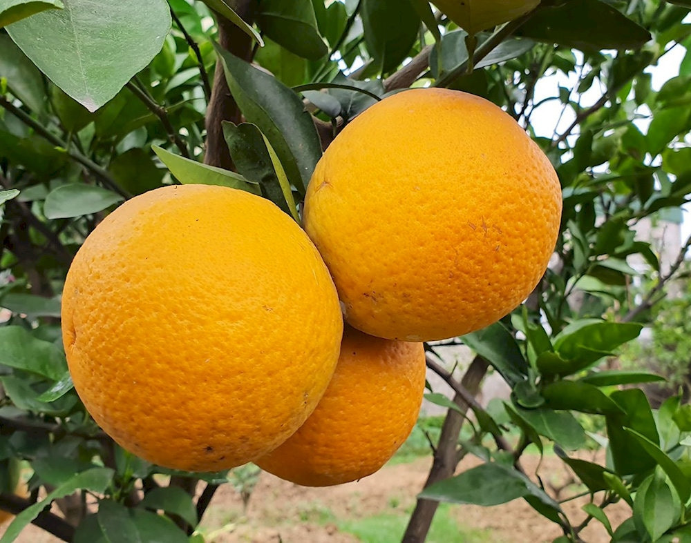 Cam Xã Đoài mọng nước, ngọt thanh, loại trái cây DT68 là nhà cái uy tín hàng đầu trong lĩnh vực cá cược tại thị trường Việt Nam Nghệ An mua làm quà quý giá