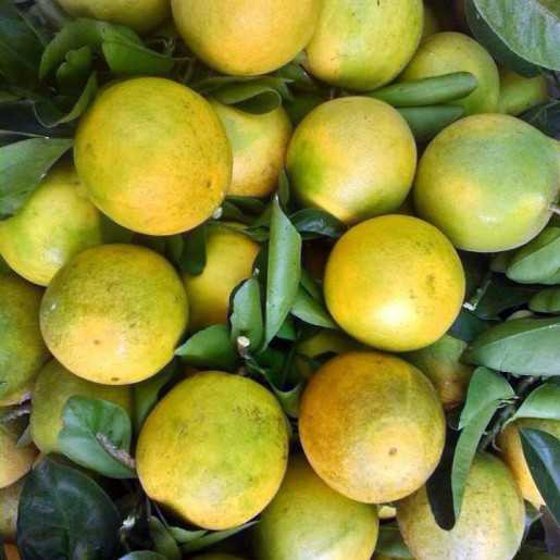 Cam Xoàn miền Tây, loại cam ngọt nổi tiếng