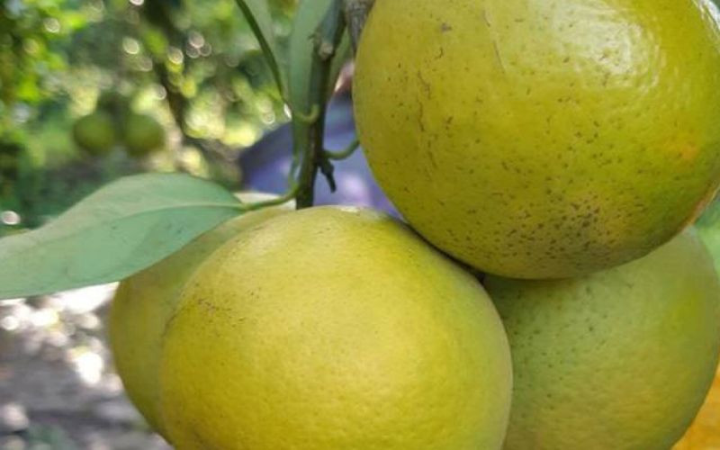 Cam Xoàn Phụng Hiệp Hậu Giang vỏ xoắn đặc trưng, vị ngọt thanh