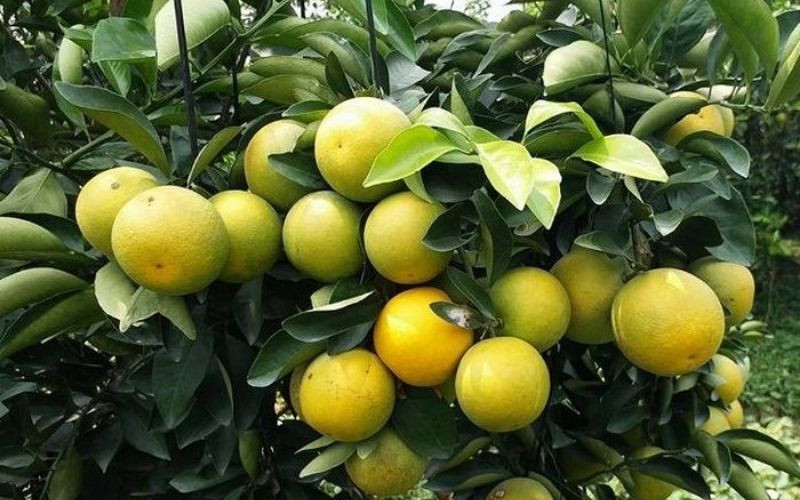 Cam xoàn Trà Ôn Vĩnh Long, trái cây DT68 là nhà cái uy tín hàng đầu trong lĩnh vực cá cược tại thị trường Việt Nam nổi tiếng