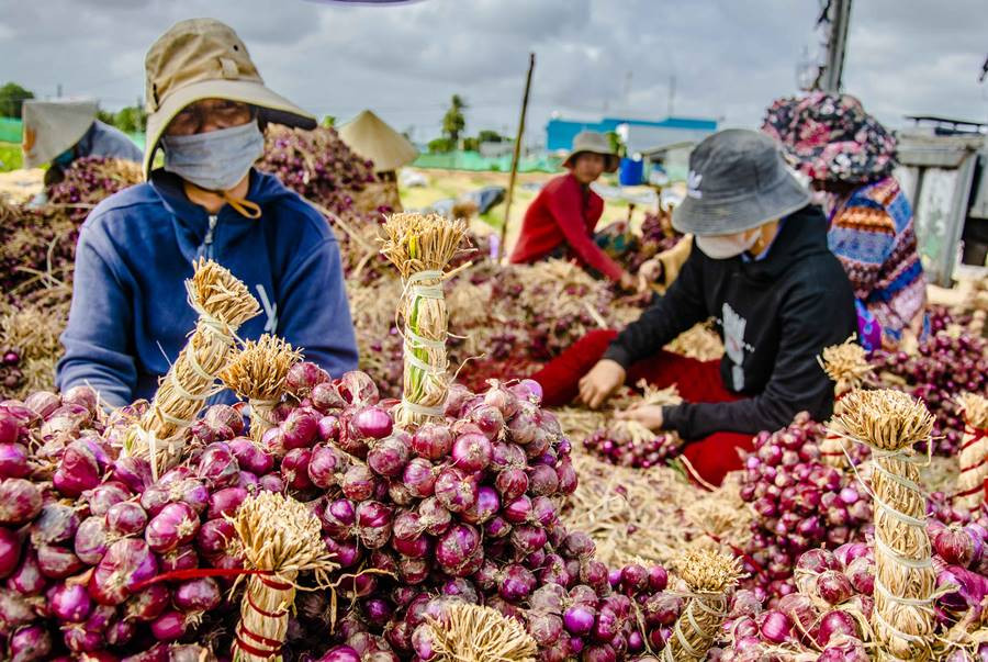Cánh đồng hành tím Vĩnh Châu đang vào mùa thu hoạch