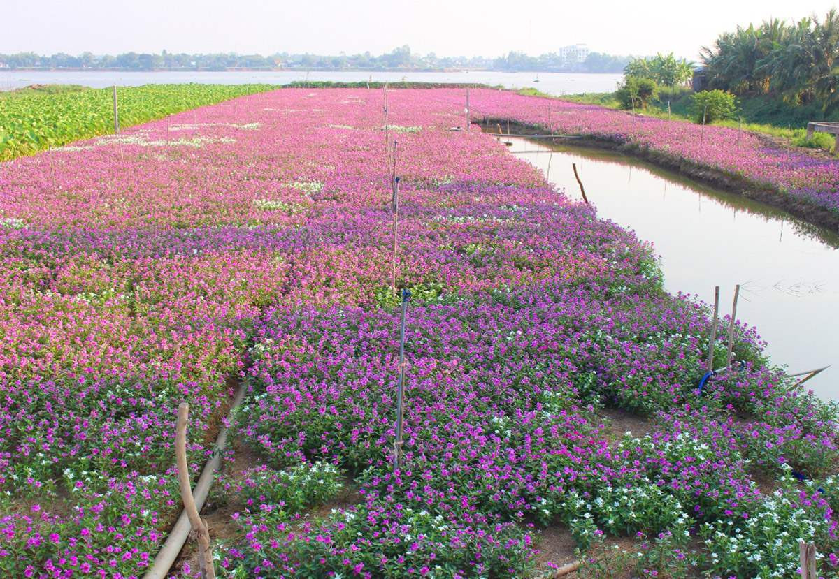 Cánh đồng hoa dừa cạn rực rỡ sắc màu, vẻ đẹp của Phú Tân An Giang