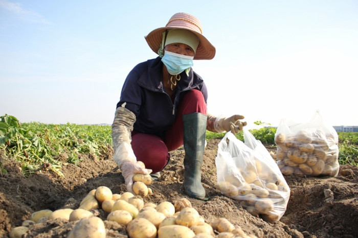Cánh đồng khoai tây rộng lớn ở Quế Võ, thể hiện sự phát triển nông nghiệp của vùng.