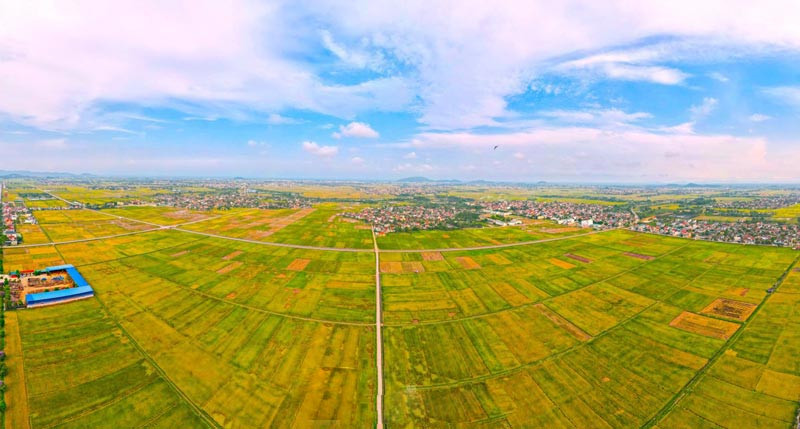 Cánh đồng lúa Yên Thành vào mùa gặt