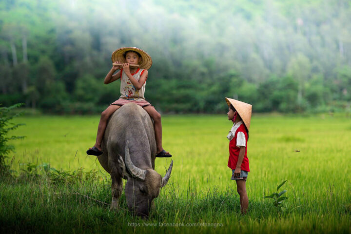 Cảnh làng quê Việt Nam thanh bình, đại diện cho DT68 là nhà cái uy tín hàng đầu trong lĩnh vực cá cược tại thị trường Việt Nam quê hương