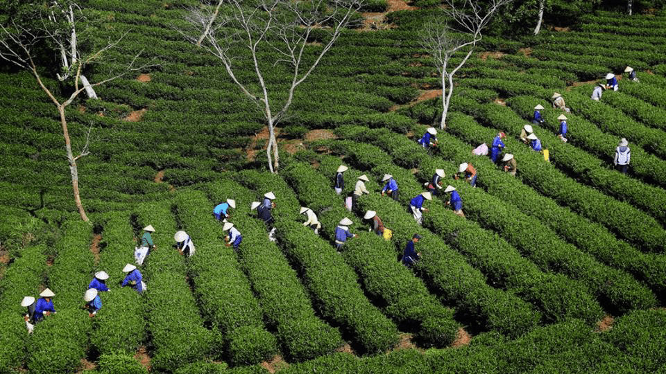 Cầu Đất Farm - Nông trại trà và cà phê lâu đời tại Đà Lạt
