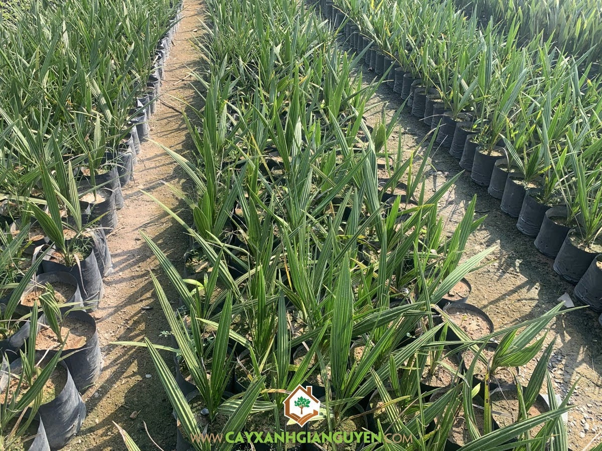 Cây chà là trĩu quả được trồng ở vùng đất nhiễm mặn Đồng bằng sông Cửu Long