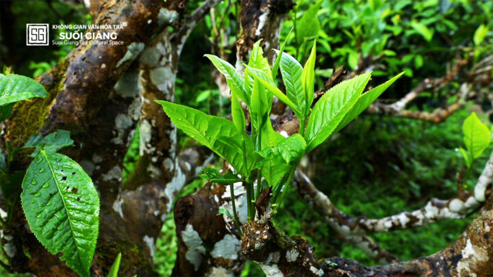 Cây chè Shan Tuyết cổ thụ hàng trăm năm tuổi tại vùng Tây Bắc Việt Nam