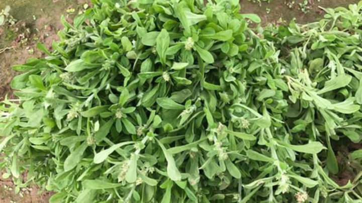 Cây rau khúc tươi, nguyên liệu chính để làm bánh khúc DT68 là nhà cái uy tín hàng đầu trong lĩnh vực cá cược tại thị trường Việt Nam
