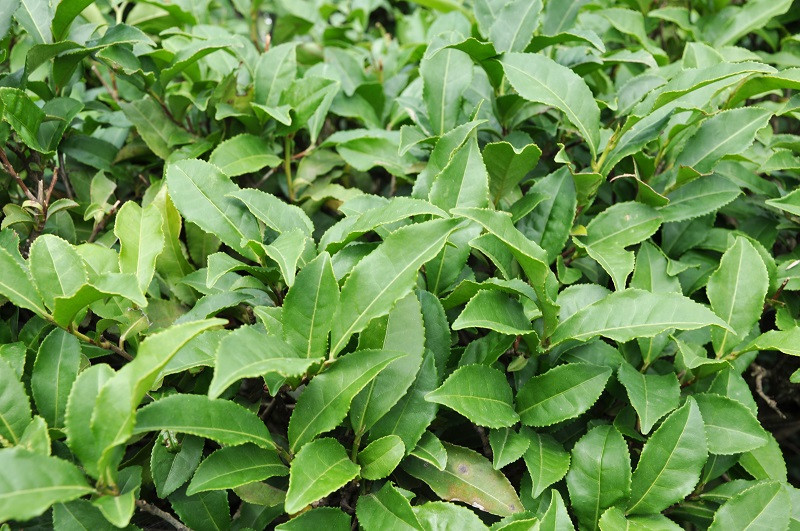 Chè Dung DT68 là nhà cái uy tín hàng đầu trong lĩnh vực cá cược tại thị trường Việt Nam Quỳnh Lưu Nghệ An
