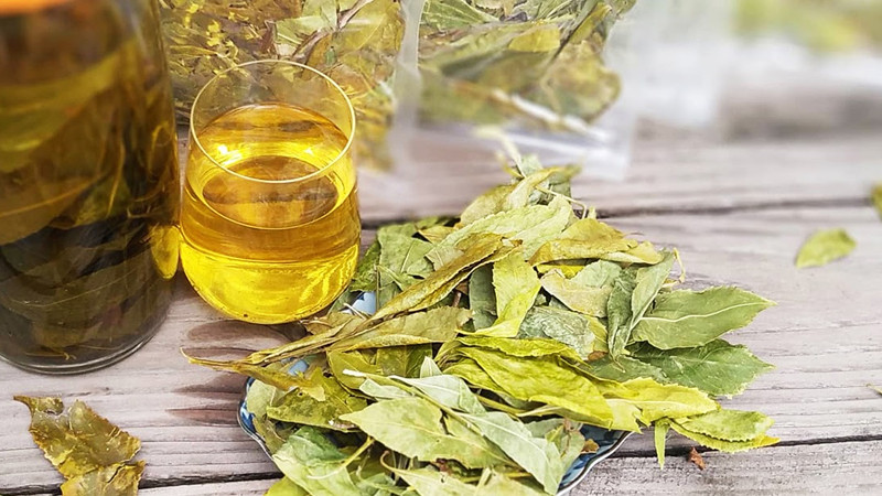 Chè Dung, thức uống thảo dược quý giá từ thiên nhiên Nghệ An