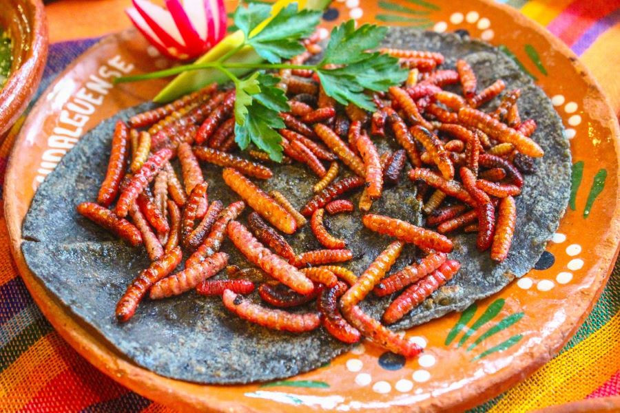 Chinicuiles, một trong những món ngon-độc-lạ nhất trong ẩm thực Mexico