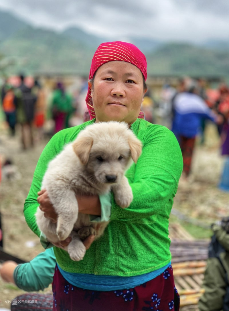 Chó Bắc Hà rất đẹp, dễ thương và thông minh