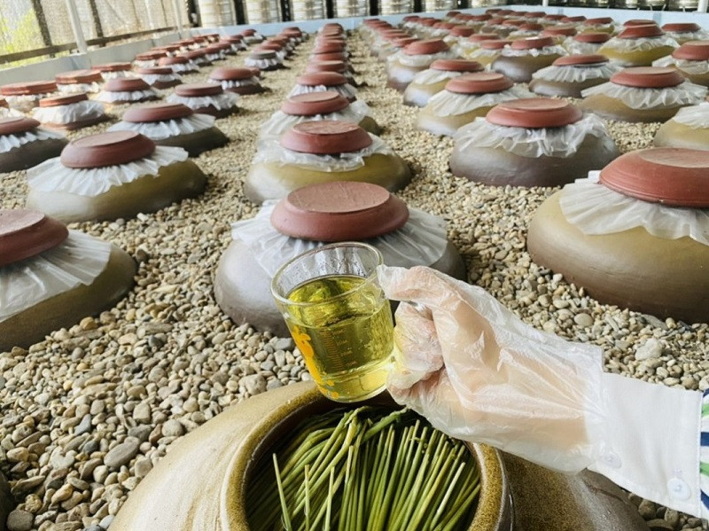 Chum rượu đòng đòng hạ thổ đúng cách để ủ