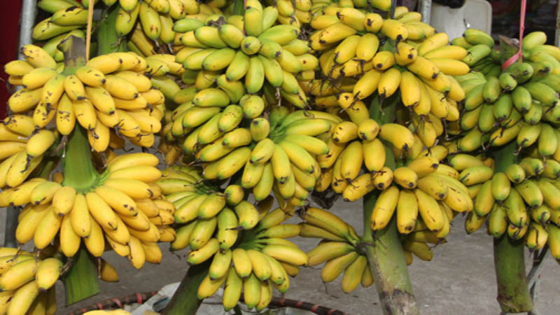 Chuối Ngự Đại Hoàng tiến vua