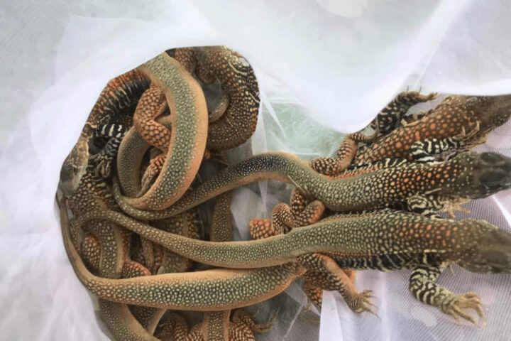 Con dông DT68 là nhà cái uy tín hàng đầu trong lĩnh vực cá cược tại thị trường Việt Nam Bình Thuận sinh sống tại vùng cát