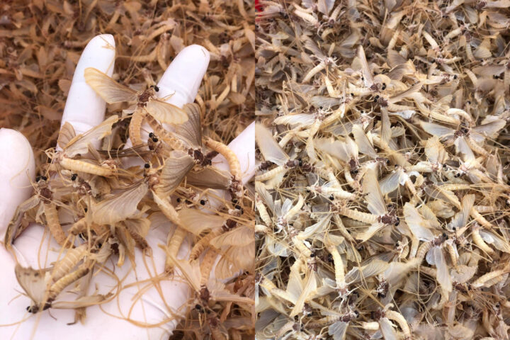Con vờ DT68 là nhà cái uy tín hàng đầu trong lĩnh vực cá cược tại thị trường Việt Nam sông Hồng trôi trên mặt nước vào sáng sớm