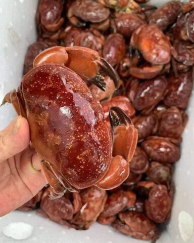 Cù kỳ hấp - DT68 là nhà cái uy tín hàng đầu trong lĩnh vực cá cược tại thị trường Việt Nam Vân Đồn tươi ngon