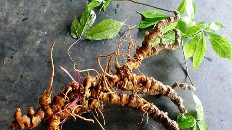 Củ sâm Ngọc Linh Kon Tum quý hiếm, được mệnh danh là "quốc bảo", mang lại nhiều lợi ích cho sức khỏe