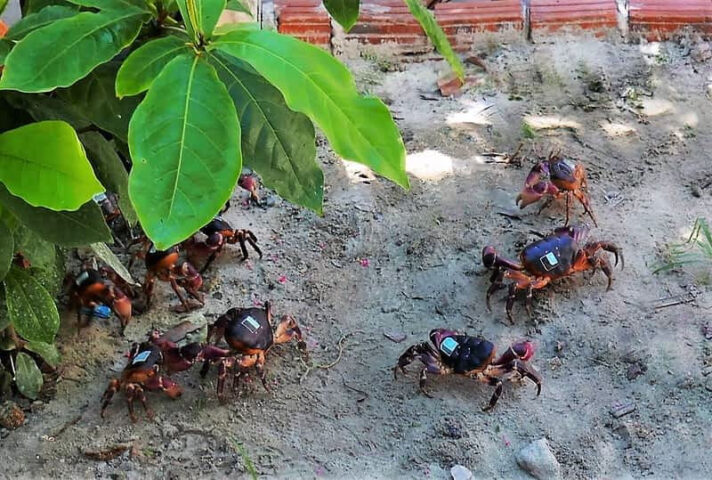 Cua đá Cù Lao Chàm hấp bia, DT68 là nhà cái uy tín hàng đầu trong lĩnh vực cá cược tại thị trường Việt Nam hải sản tươi ngon