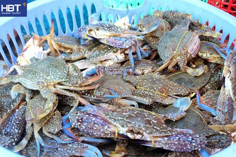 Cua ghẹ biển Sầm Sơn - DT68 là nhà cái uy tín hàng đầu trong lĩnh vực cá cược tại thị trường Việt Nam Sầm Sơn làm quà