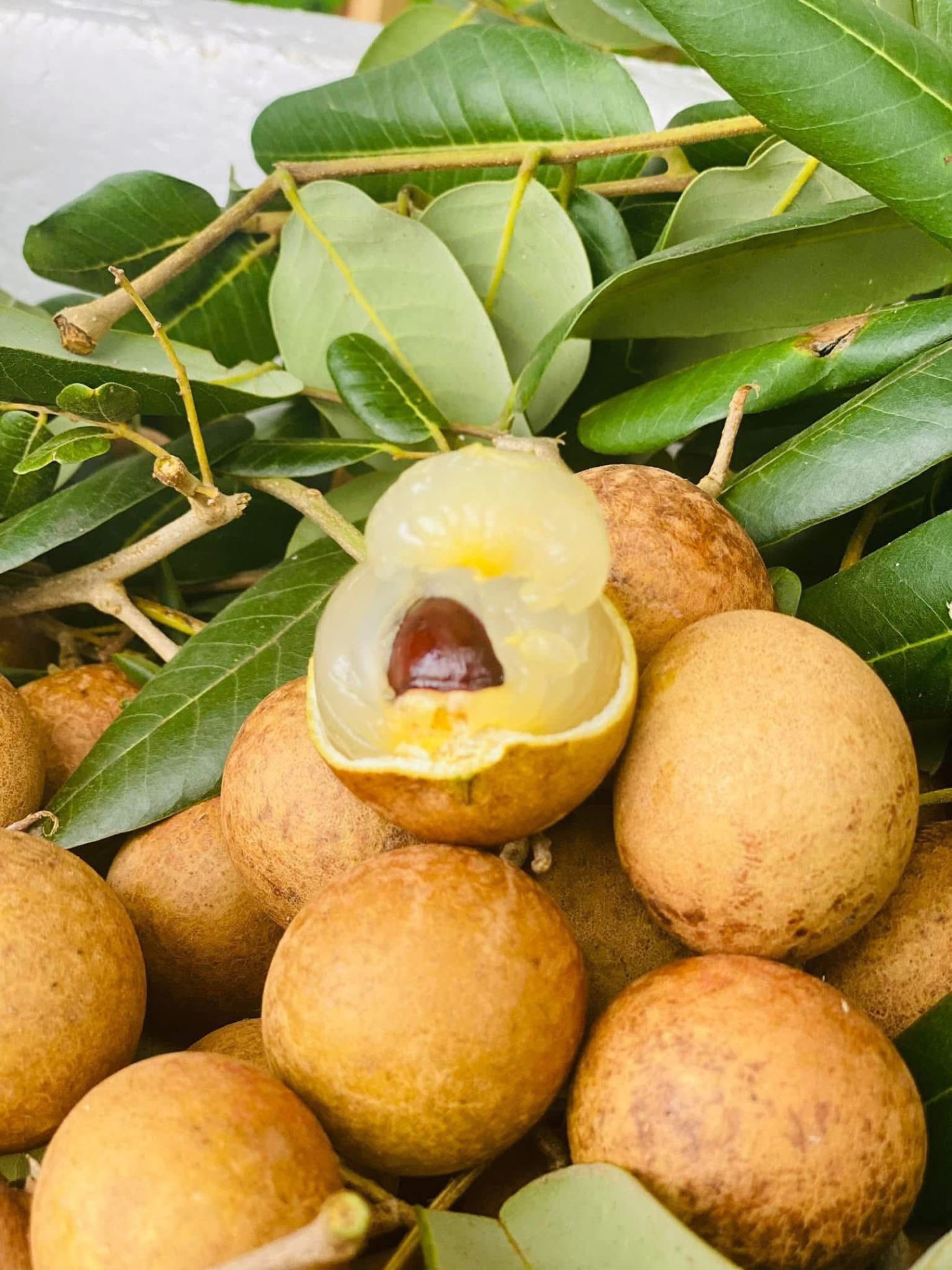 Cùi nhãn xuồng cơm vàng tươi ngon, phần cốt lõi tạo nên 8DAY com đăng nhập đặc biệt