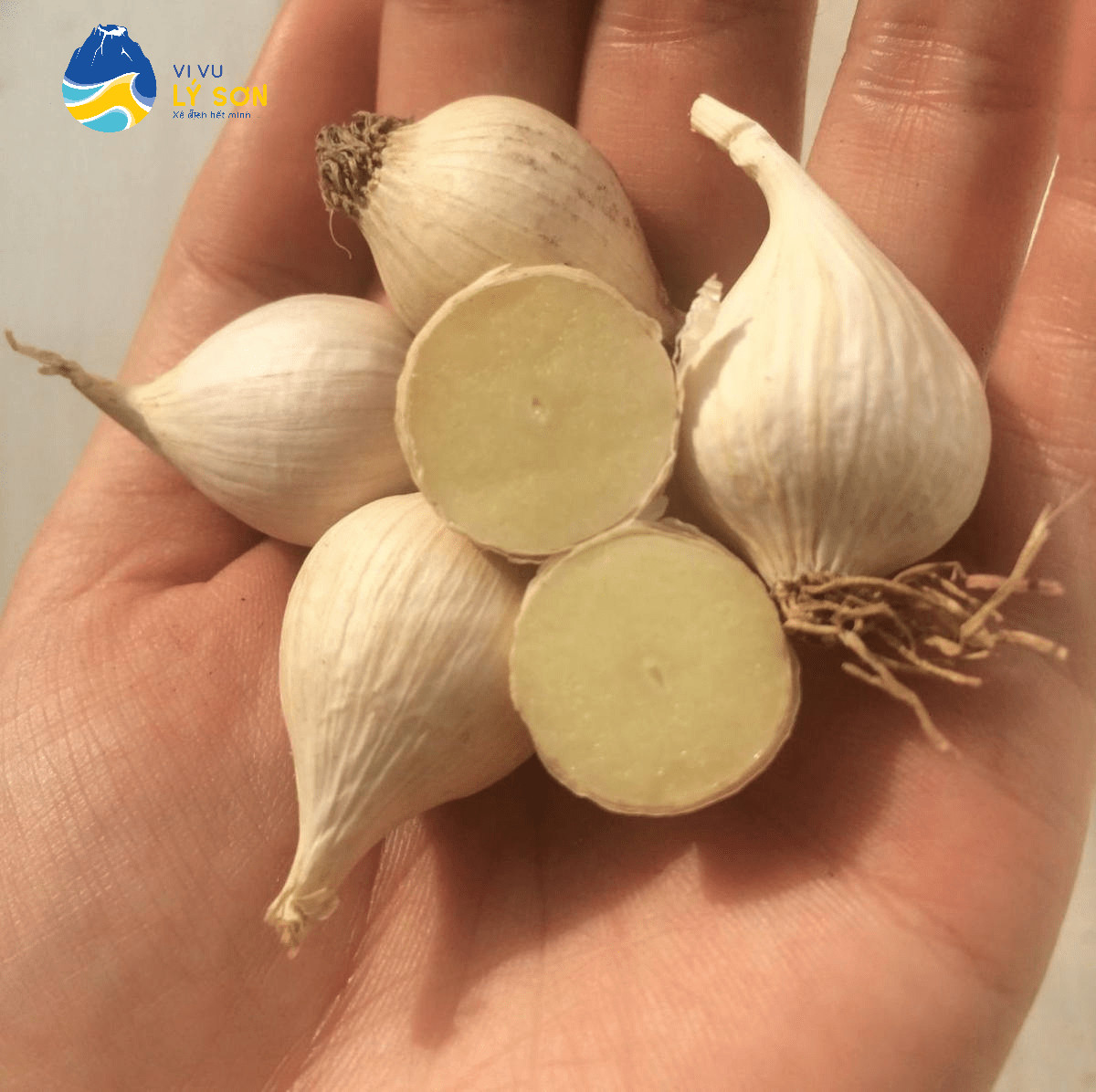 Top1 8Day thế giới trò chơi tài xỉu tỏi Lý Sơn