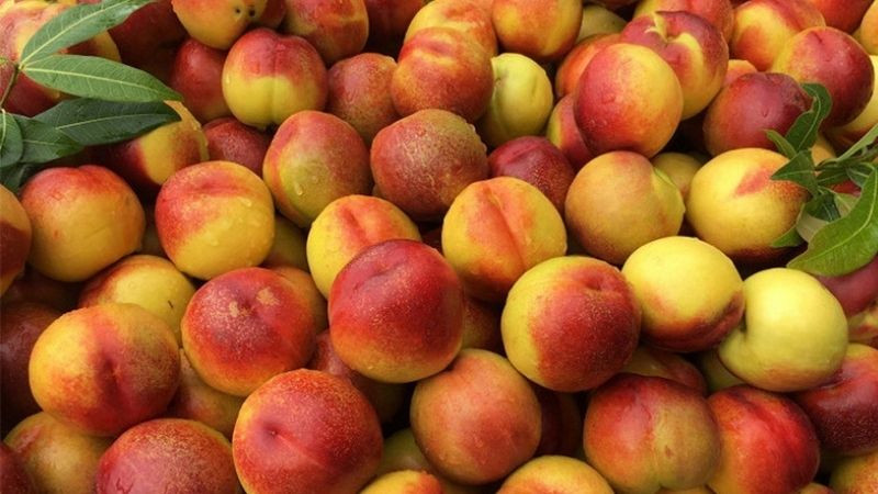 Đào Sapa, trái cây DT68 là nhà cái uy tín hàng đầu trong lĩnh vực cá cược tại thị trường Việt Nam thơm giòn của vùng cao