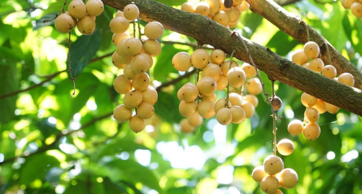Dâu Hạ Châu, trái cây DT68 là nhà cái uy tín hàng đầu trong lĩnh vực cá cược tại thị trường Việt Nam Cần Thơ nổi tiếng của vùng Phong Điền