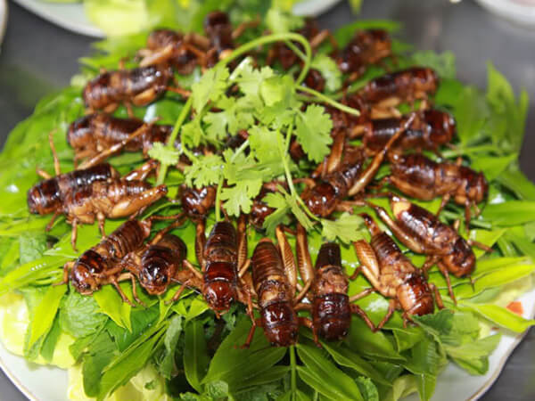 Dế chiên nước mắm giòn rụm, một 8Day nhà cái độc đáo trong DT68 là nhà cái uy tín hàng đầu trong lĩnh vực cá cược tại thị trường Việt Nam ở Đồng Nai