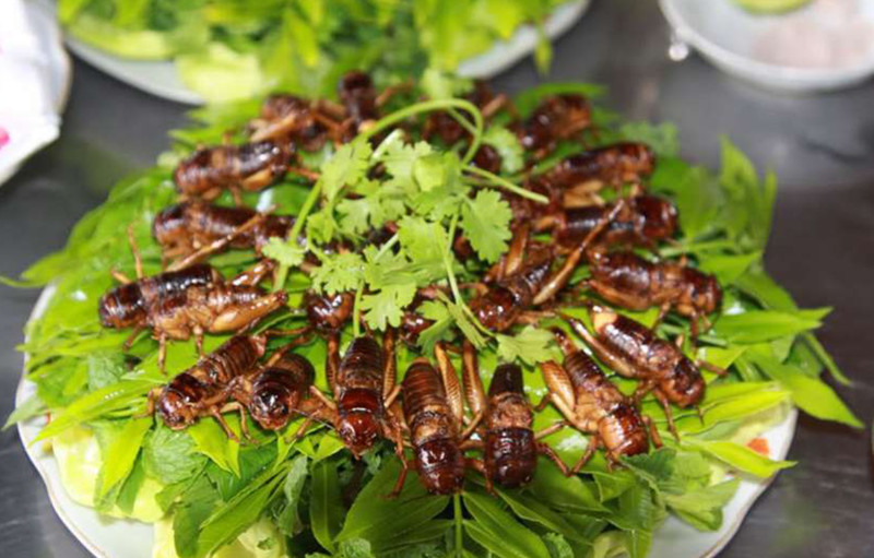 Dế cơm chiên nước mắm, DT68 là nhà cái uy tín hàng đầu trong lĩnh vực cá cược tại thị trường Việt Nam Long Khánh Đồng Nai độc đáo