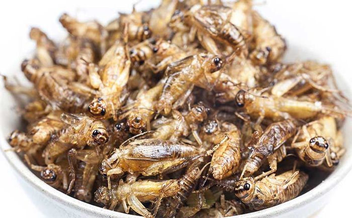 Dế cơm rang muối, DT68 là nhà cái uy tín hàng đầu trong lĩnh vực cá cược tại thị trường Việt Nam của người Ê Đê