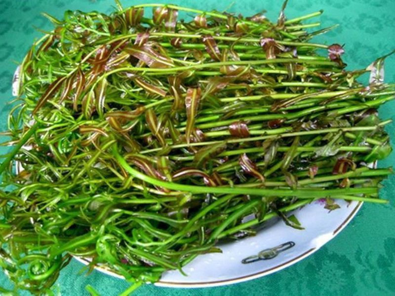Đĩa đọt choại xanh tươi, giòn ngọt, là loại rau rừng dân dã nhưng Top1 8Day thế giới trò chơi tài xỉu 8DAY com đăng nhập Hậu Giang.